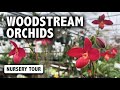 Woodstream Orchids Nursery Tour | Breathtaking Phragmipediums, Paphiopedilums & Epiphytic Cacti!