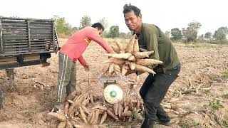 ដំឡូងមីពូជខេយូ៧២ Cassava KU72 Harvesting @11month