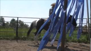 REALLY FANCY YOUNG BLACK AND WHITE PAINT GELDING !!!