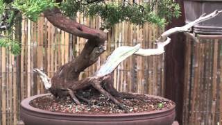 Bonsai garden of Peter Vitéz