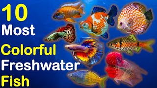 10 Most Colorful Freshwater Fish for Aquarium