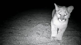 Curious Cougar Cub