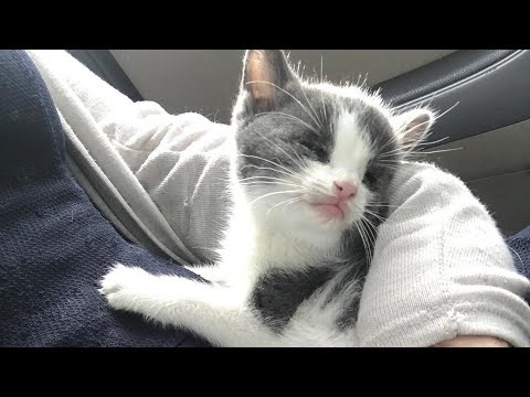 A kitten saved from Death Row
