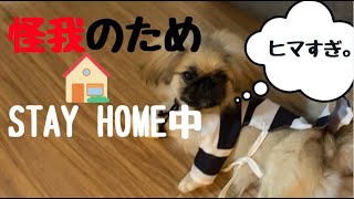 【怪我が治るまでSTAY HOME】　たまごの日常　Everyday　Life  tamago(dog)　#ペキニーズ#pekingese  #ペキニーズ子犬 #STAYHOME #犬　#怪我