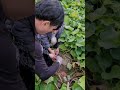 Digging sweet potato | Harvest | Countryside #shorts #shortvideo #korea #youtubeshorts