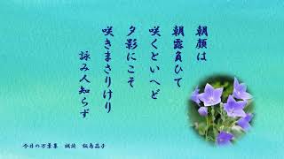 【今日の万葉集】7月25日　朝顔を見かけるようになりました。でも万葉のころの朝顔は桔梗なのだそうです。蕾をパチンとして遊んだ子供のころ思い出します。いたずらでしたね( ´艸｀)