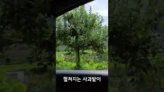 사과밭이 펼쳐진 아름다운 드라이빙 코스(거창-무주)