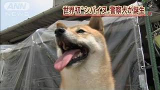 世界初！「柴犬の二葉」が警察犬の試験に合格（11/07/20）