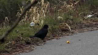 Injured Crow Foraging #biology #science #zoology #ornithology #birding