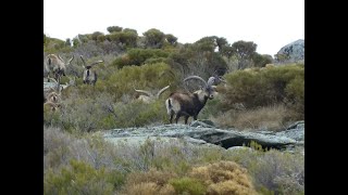 GREDOS IBEX HUNT 2024.  PRO HUNTING SPAIN.           SPANISH IBEX HUNT. SPAIN, EUROPE