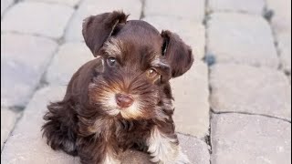 BEAUTIFUL Mini Schnauzer Puppy For Sale - TRAINED!!