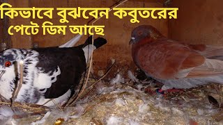 কিভাবে বুঝবেন কবুতরের পেটে ডিম আছে।।কিভাবে বুঝবেন কবুতর ডিম পারবে।।কবুতর পালন পদ্ধতি