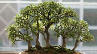 Making of Bonsai tree Making of Bonsai tree