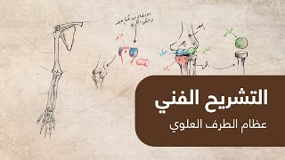 تشريح فني عظام الطرف العلوي