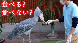 【久々のふたば劇場】飼育員さんからごはんをもらうだけで大ウケ!ハシビロコウふたばちゃん!!【春のふたば2024-21】Futaba,the Shoebill   Spring 2024-21掛川花鳥園