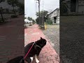 朝のお勤め【unkギリギリモザイク編】＃約束の時まで柴犬と 拒否柴 pedestriancrossing せか柴 roadsafety 散歩 しば 散歩 しば roadsign