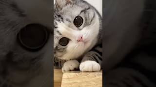 The Funniest Cat Video Of Month #cat #catlover #catvideos #shorts #shortfeed