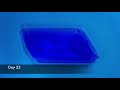 Growing Copper Sulfate crystal (25 days timelapse)