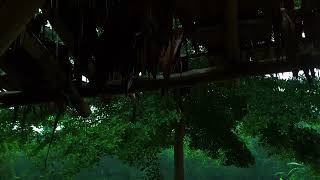 Rain sounds Hidden bamboo  House inside the Forest-Rain Sounds for Sleep