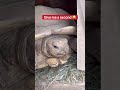 How To Fix A Broken Tortoise Door!!! 🤔🐢🚪 #shorts #tortoise