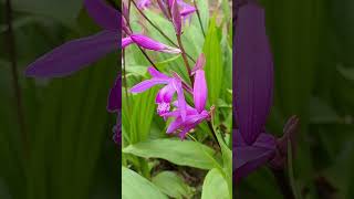 もっとも身近な日本の蘭　　シラン 紫蘭（Bletilla striata）The most familiar Japanese orchid