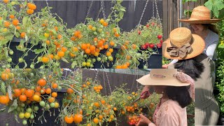 growing tomatoes in hanging baskets 🍅🌶️ ปลูกพริกและมะเขือเทศแบบสวยงามกันค่ะ