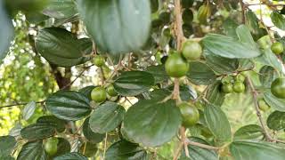 Indian jujube Tree |  Ziziphus mauritiana | ಬಾರೆ ಹಣ್ಣು | ಎಲ್ಚೆ ಹಣ್ಣು