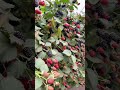 lots of blackberries fruit foodie