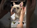 ヨーダ？フレンチ？それともパグ？ dog frenchbulldog puppy shorts フレンチブルドッグ 愛犬 愛犬のいる暮らし yoda pug tiktok