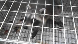 2014.09.15　アライグマ幼獣捕獲！！