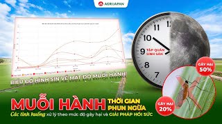 AgriJapan | Muỗi hành thời gian phun ngừa và cách xử lý theo mức độ gây hại và Giải pháp hồi sức