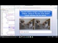 css box model: padding, border, margin