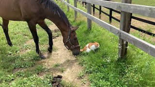 ほっけ(猫)が気になるジョウノボヘミアンくん