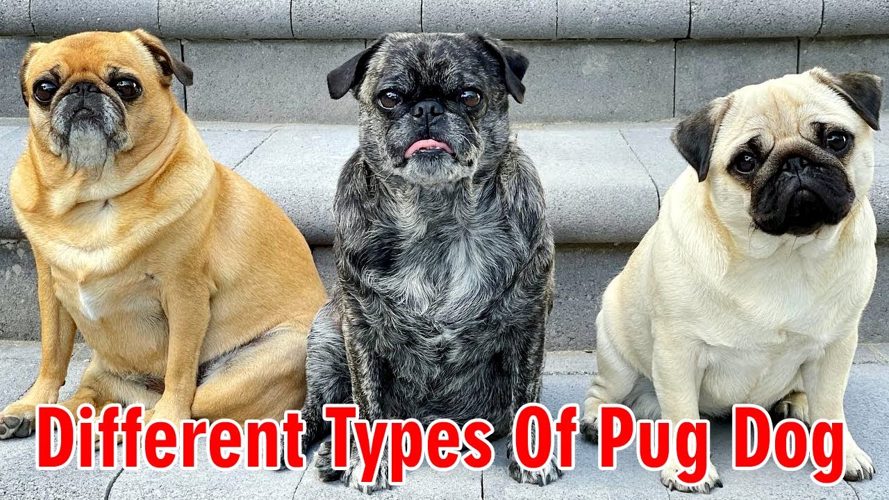 Do Brindle Pugs Shed