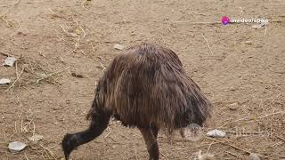 Thor tells the story of the Emu War