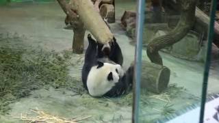 2016.12.2 命運多舛的圓仔家沙包~ Giant Panda Yuan Yuan