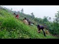 bhumi sarmila cutting grass for cows || village life of a family @bhumicooking