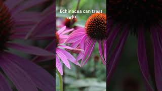 ECHINACEA PURPUREA #holistichealth #herballiving #herbalremedy #tea