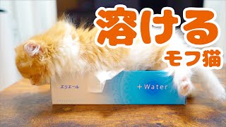 テイッシュ箱と一体化する子猫が可愛い！【スコティッシュフォールド】/ 【Scottish Fold Cat】