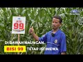 BISI Sahabat Petani: Di bawah Naungan, #jagung BISI 99 Tetap Istimewa