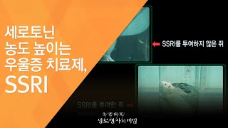 세로토닌 농도 높이는 우울증 치료제, SSRI - (2011.1.8_357회 방송)_신년특집, 뇌 안에 숨겨진 행복의 비밀 - 제1편 세로토닌