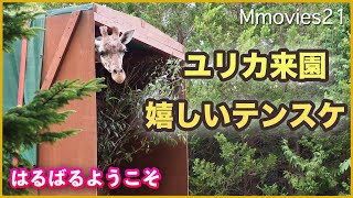 アミメキリンのユリカ円山動物園に来園　テンスケと仲良く過ごす　Reticulated Giraffe