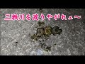 家庭菜園の天敵ヨトウムシを駆逐する救世主がこちらですｗ