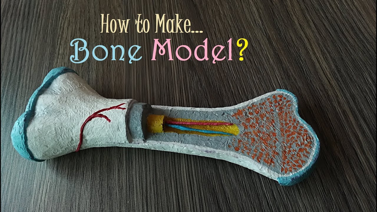 How To Make Bone Model Holiday Homework Youtube