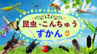 【昆虫-こんちゅう図鑑】人気な昆虫たち12種類が映像で登場するよ！2歳児、3歳児、4歳児、5歳児頃の知育動画/子供向け