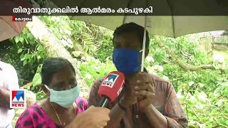 കോട്ടയത്ത് ശക്തമായ മഴ തുടരുന്നു; ആല്‍മരം കടപുഴകി  | Kottayam rain