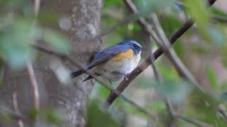 自然環境保全センター 自然観察園のルリビタキ（雄）の地鳴き　その５（4K60P動画）