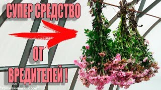 ЭТО РАБОТАЕТ!СРОЧНО СДЕЛАЙТЕ ЭТО СРЕДСТВО ОТ МЕДВЕДКИ И ПРОВОЛОЧНИКА!!!