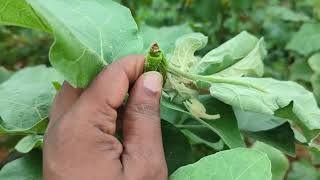 Manavari vivasayam dry farming rain fed cultivation