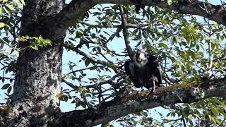 First ever release of Critically Endangered vultures in Nepal